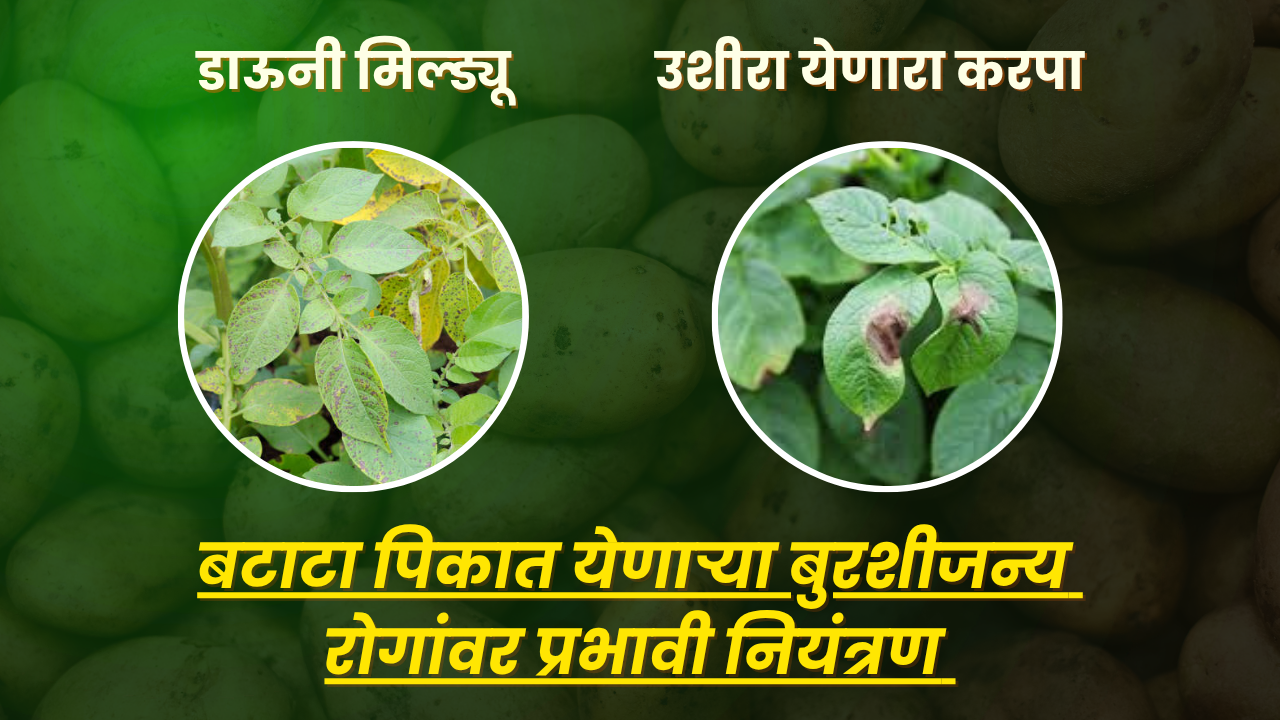 BASF फवारणी