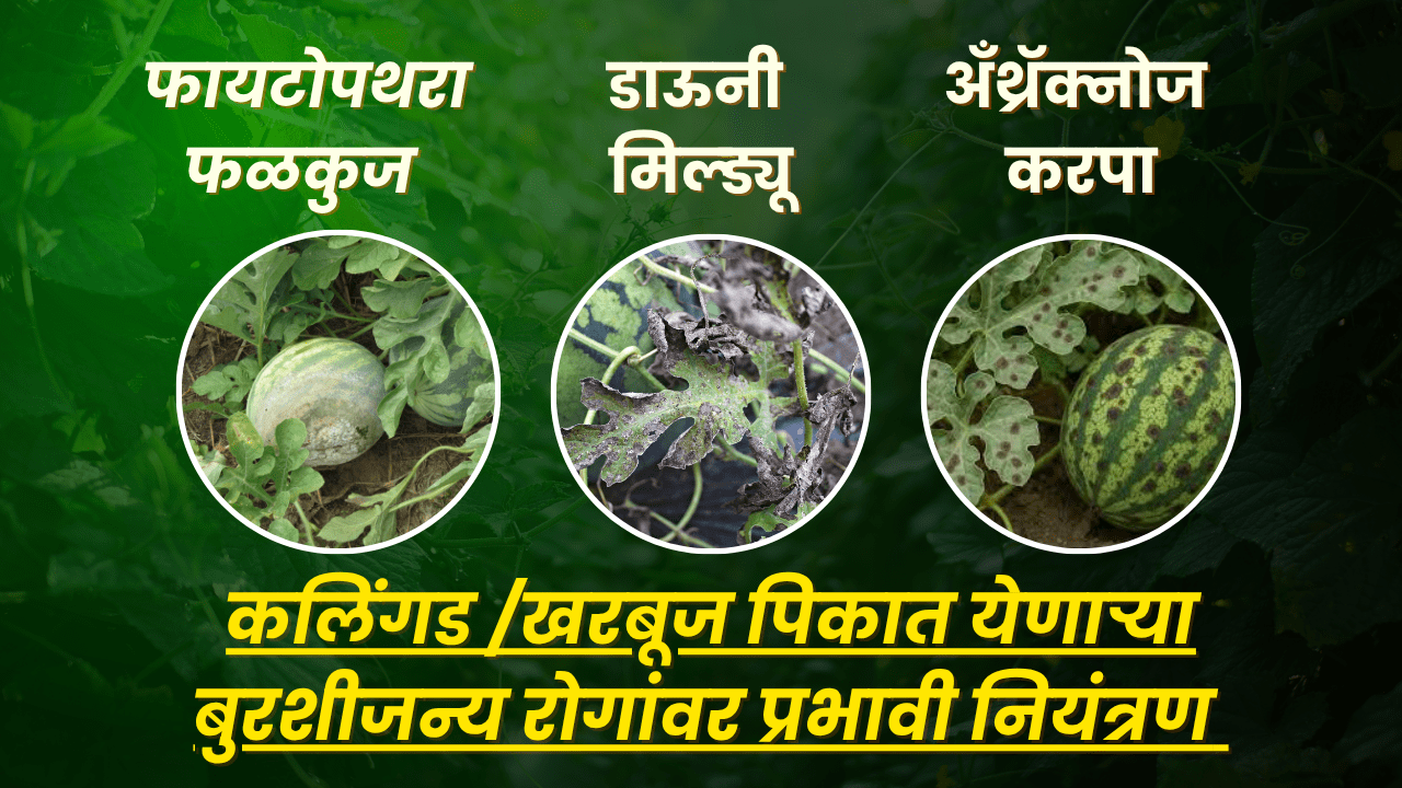 BASF फवारणी