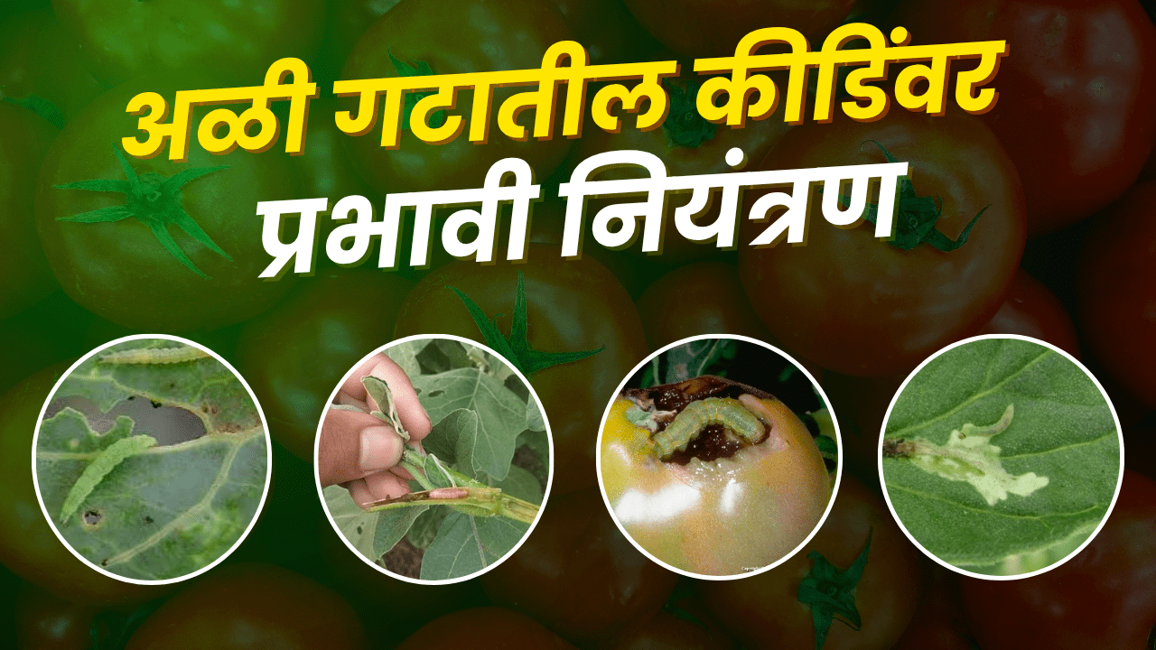 Syngenta Evicent कीटक नियंत्रण