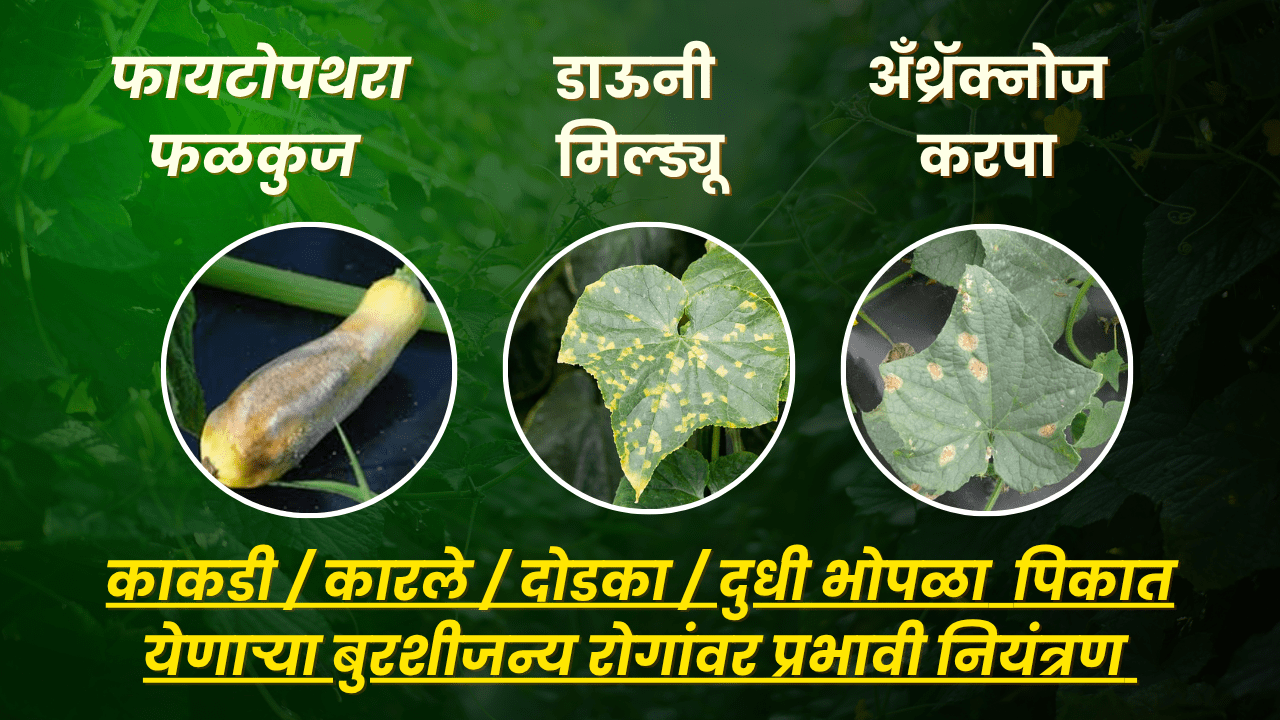 BASF फवारणी