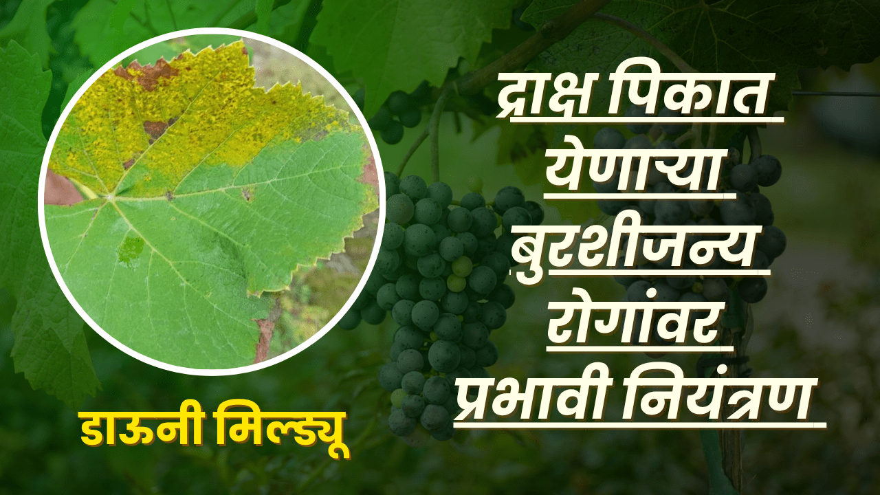 BASF फवारणी