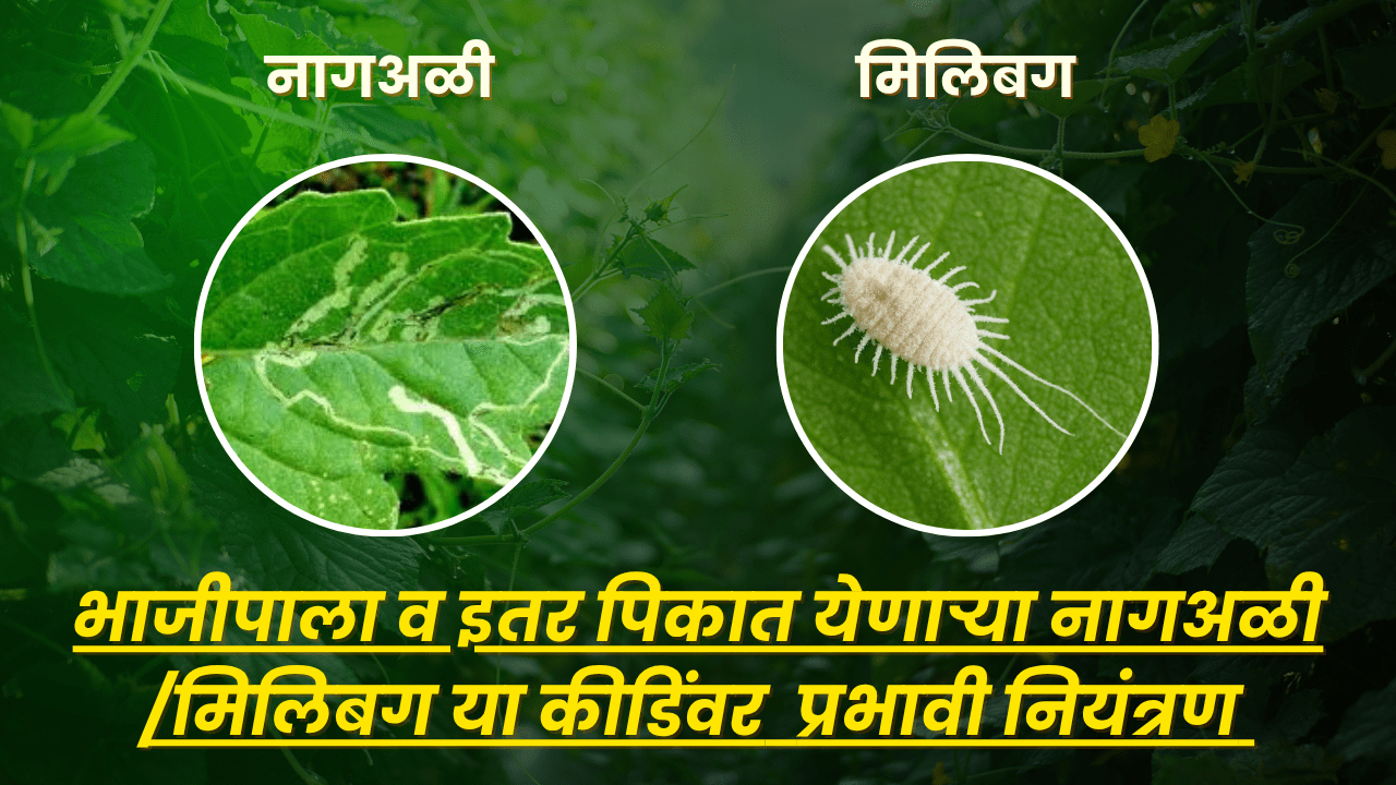 रसशोषक किडी नियंत्रण