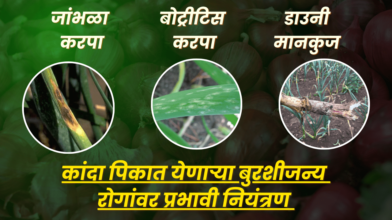 टोमॅटो फवारणी