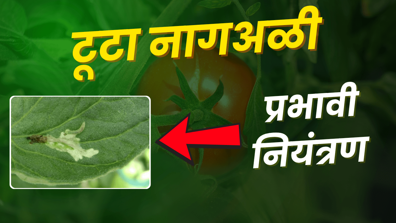 Tuta Absoluta Control