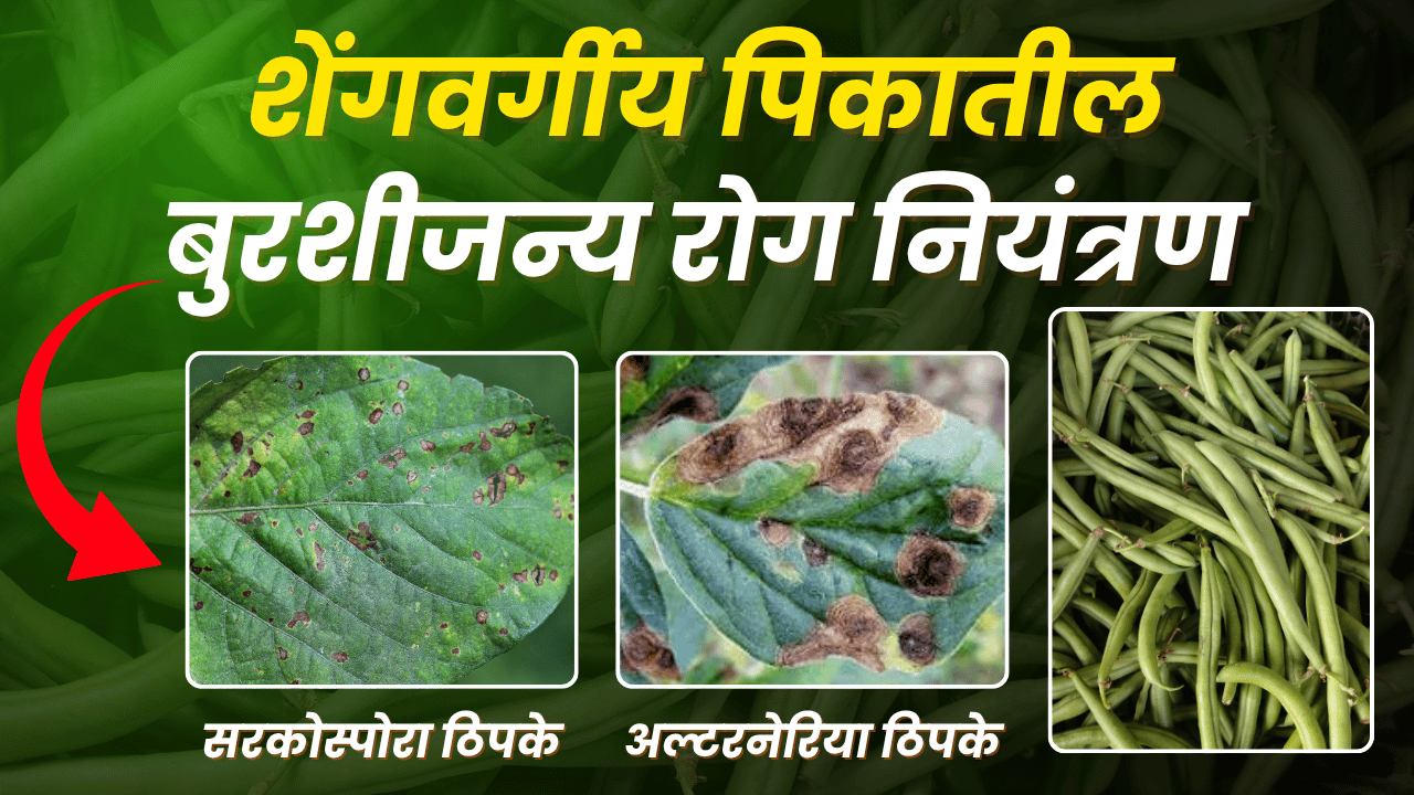 कापूस फवारणी