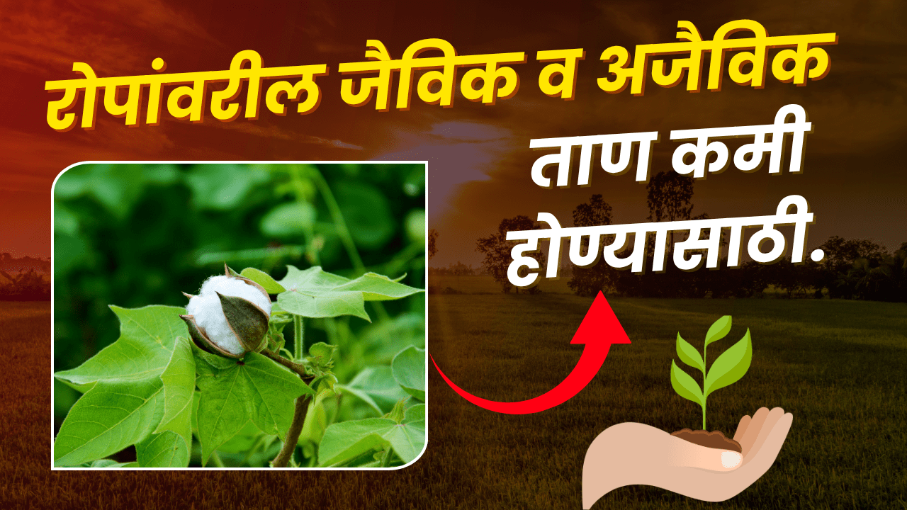 कापूस फवारणी