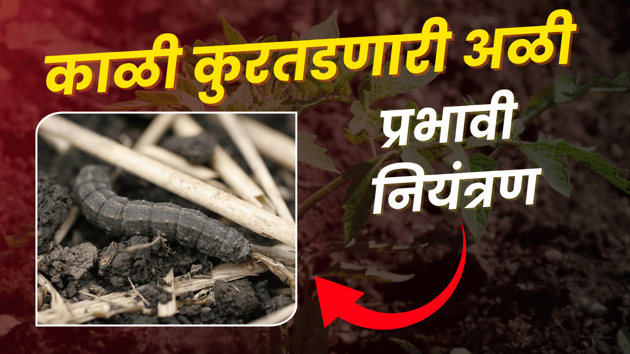 कापूस फवारणी