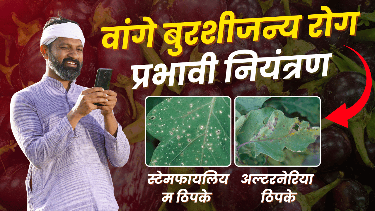 वांगी फवारणी