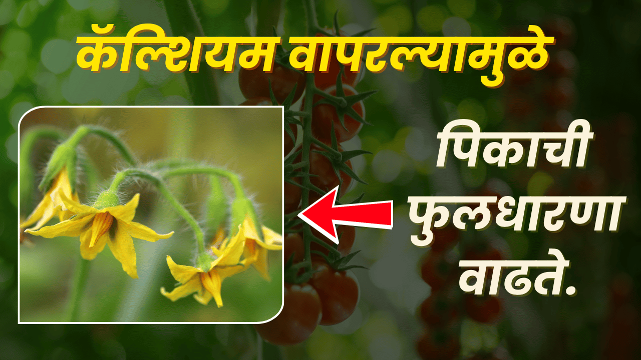 BASF फवारणी