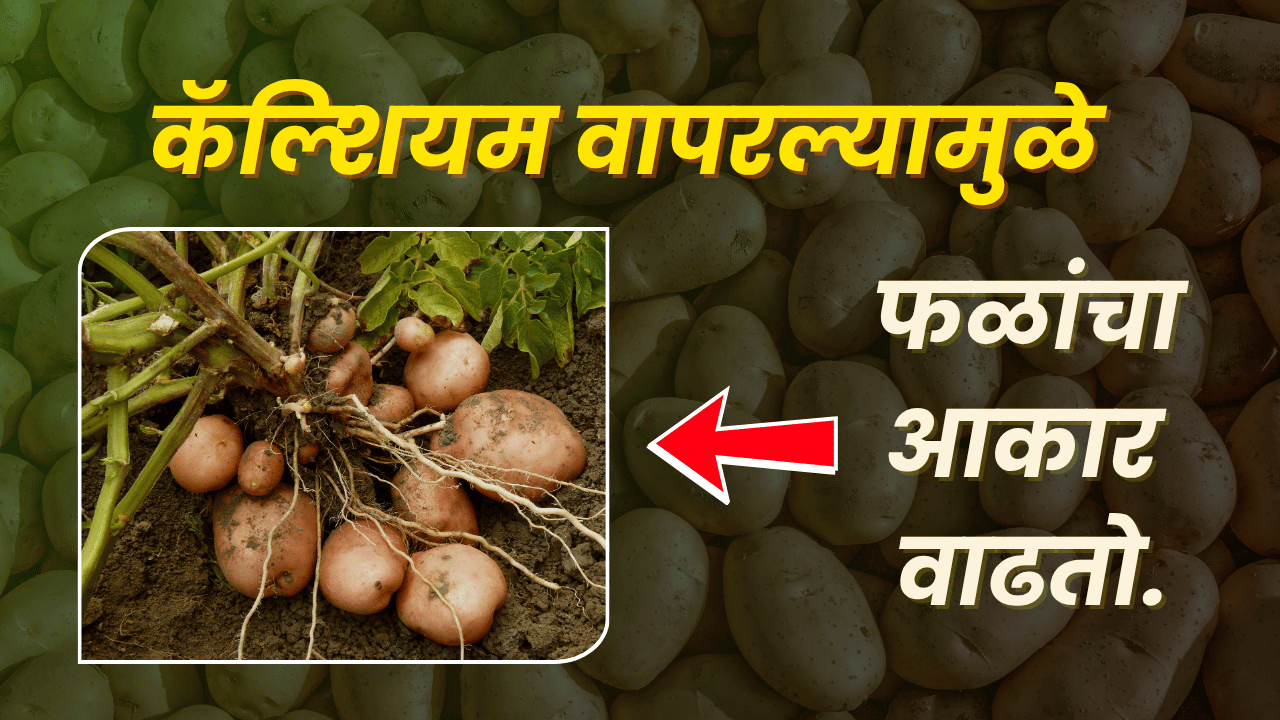 BASF फवारणी