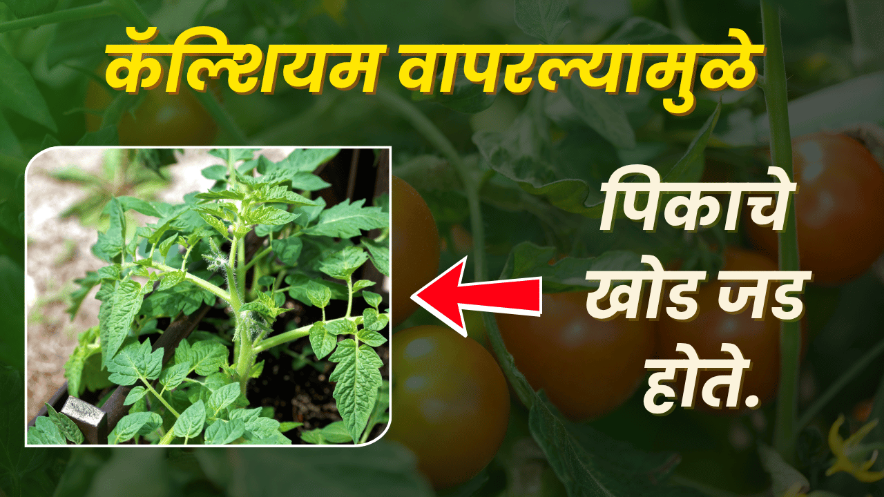 टोमॅटो फवारणी