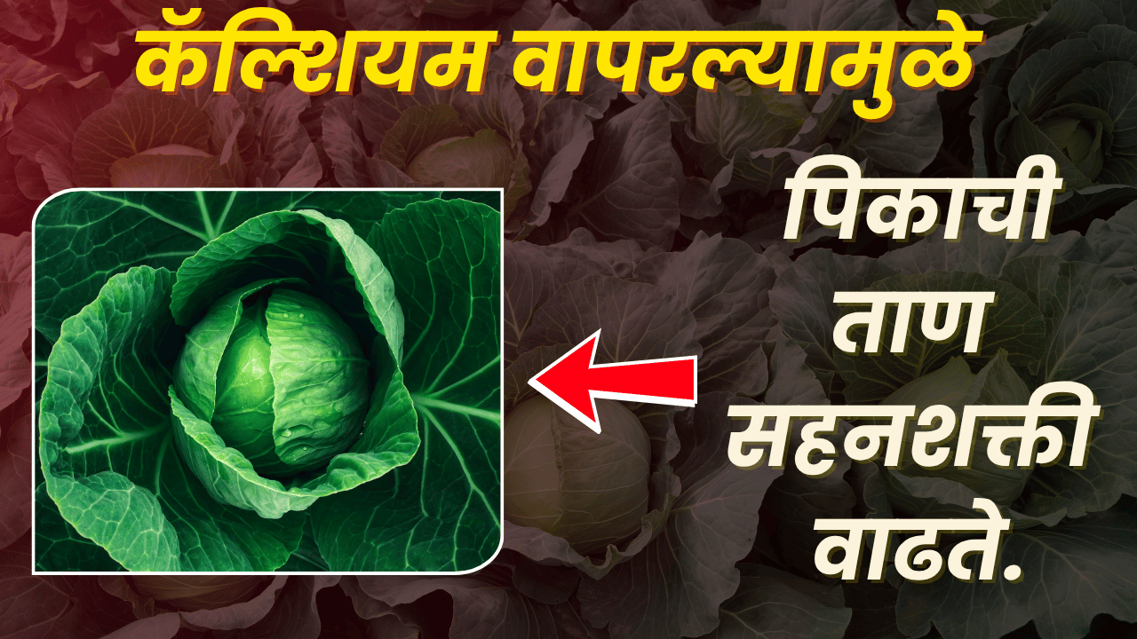 BASF फवारणी