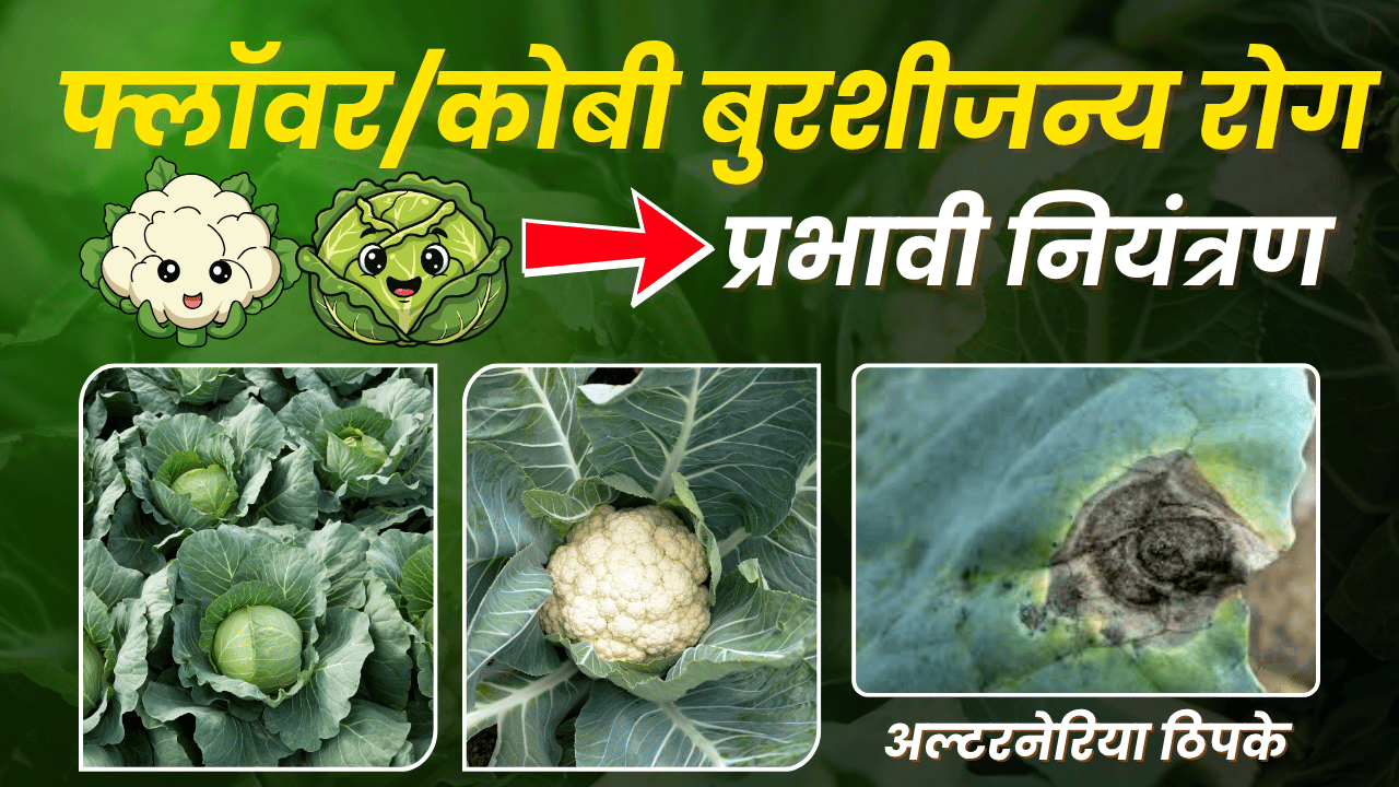 कापूस फवारणी