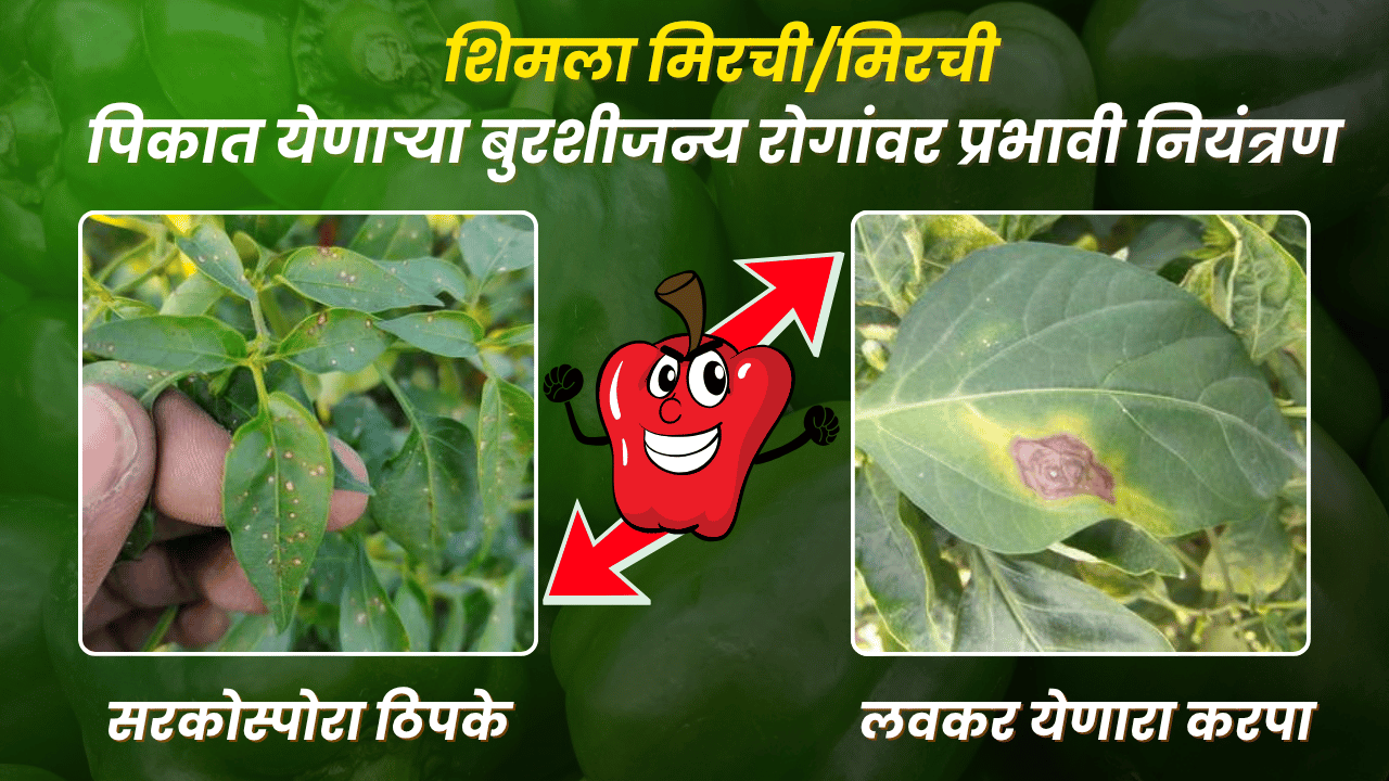 मिरची फवारणी