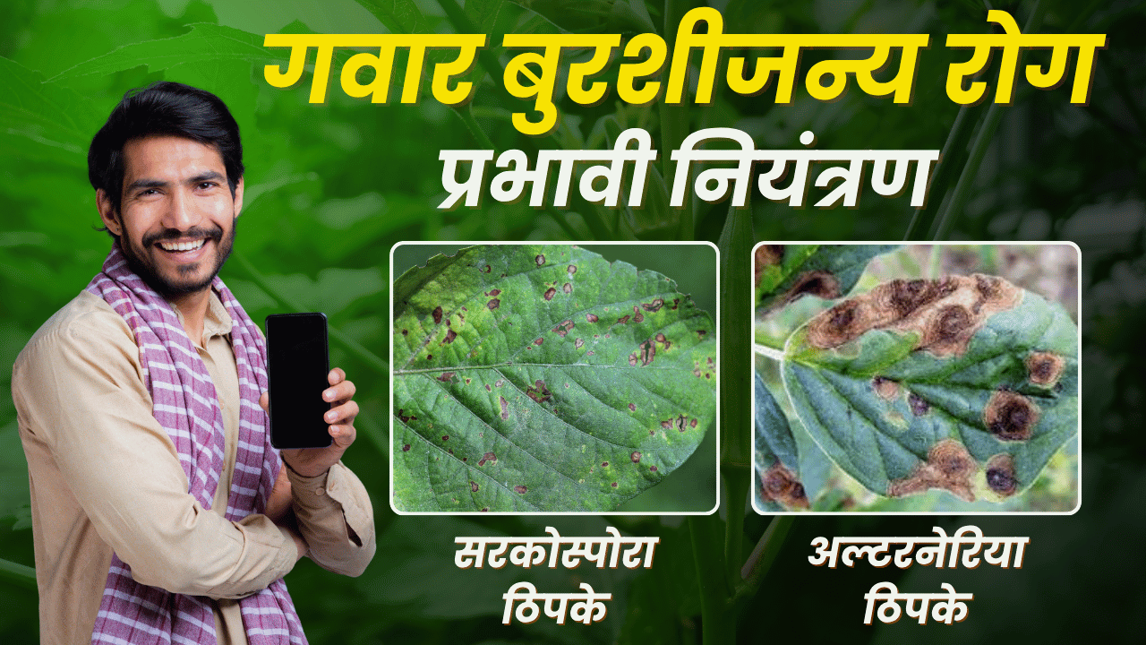 गवार फवारणी