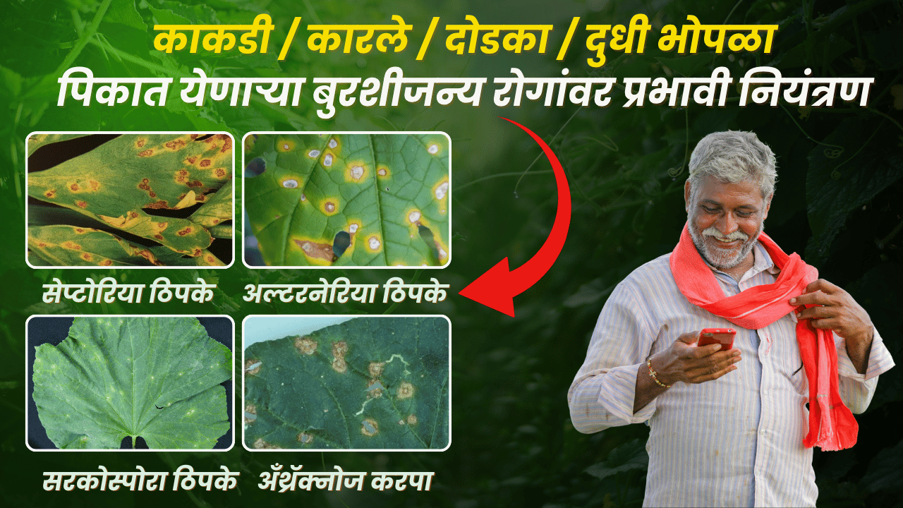 वेलवर्गीय फवारणी