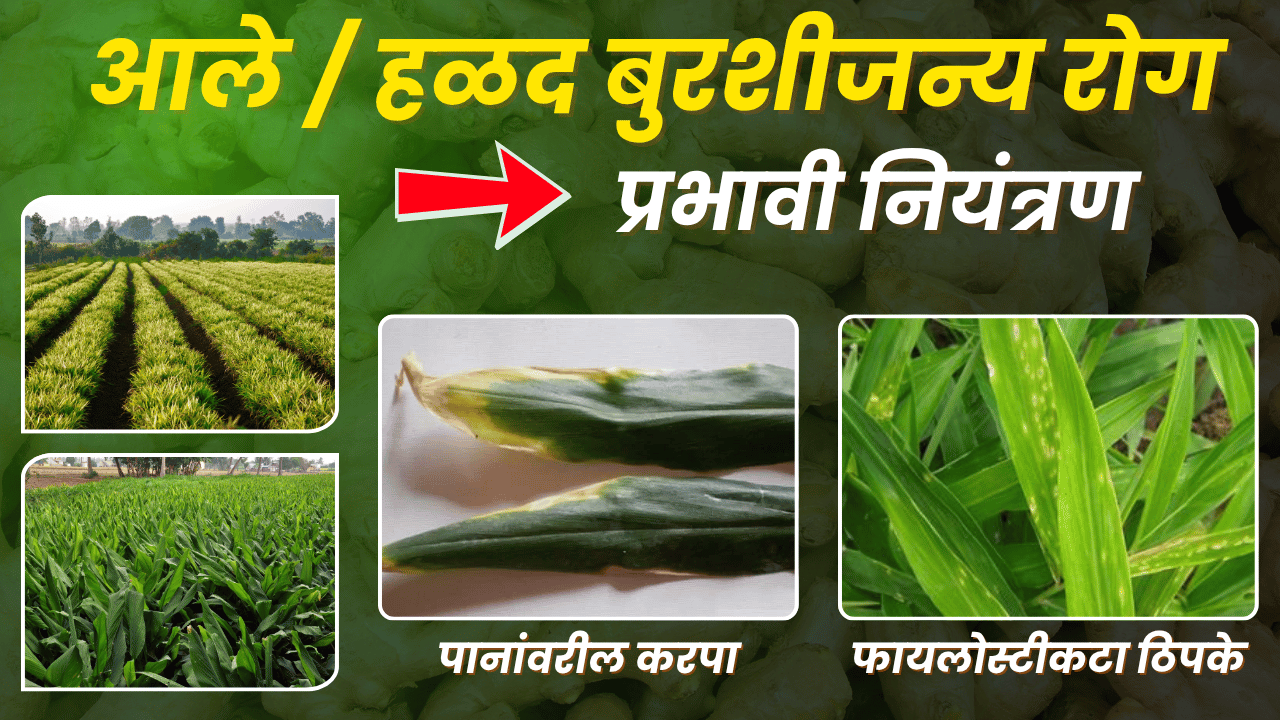 आले फवारणी