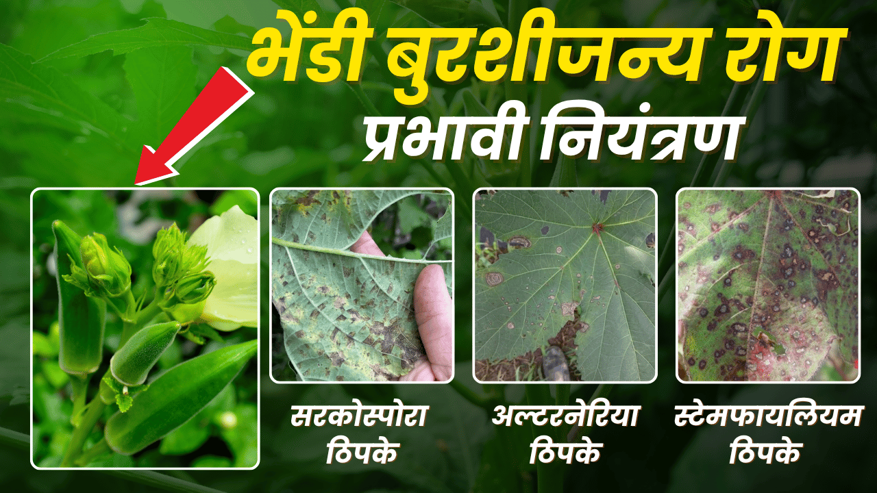 भेंडी फवारणी