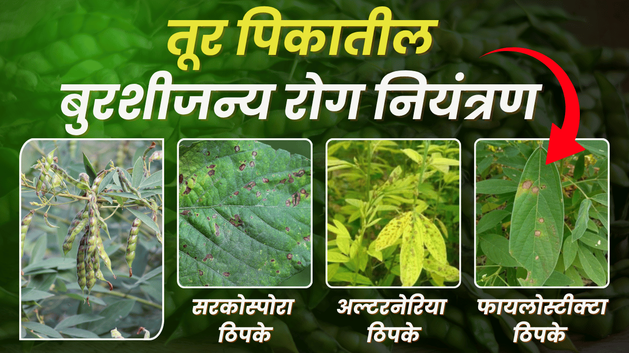 कापूस फवारणी