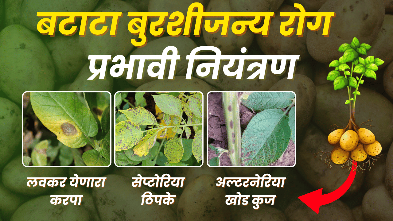 बटाटा फवारणी