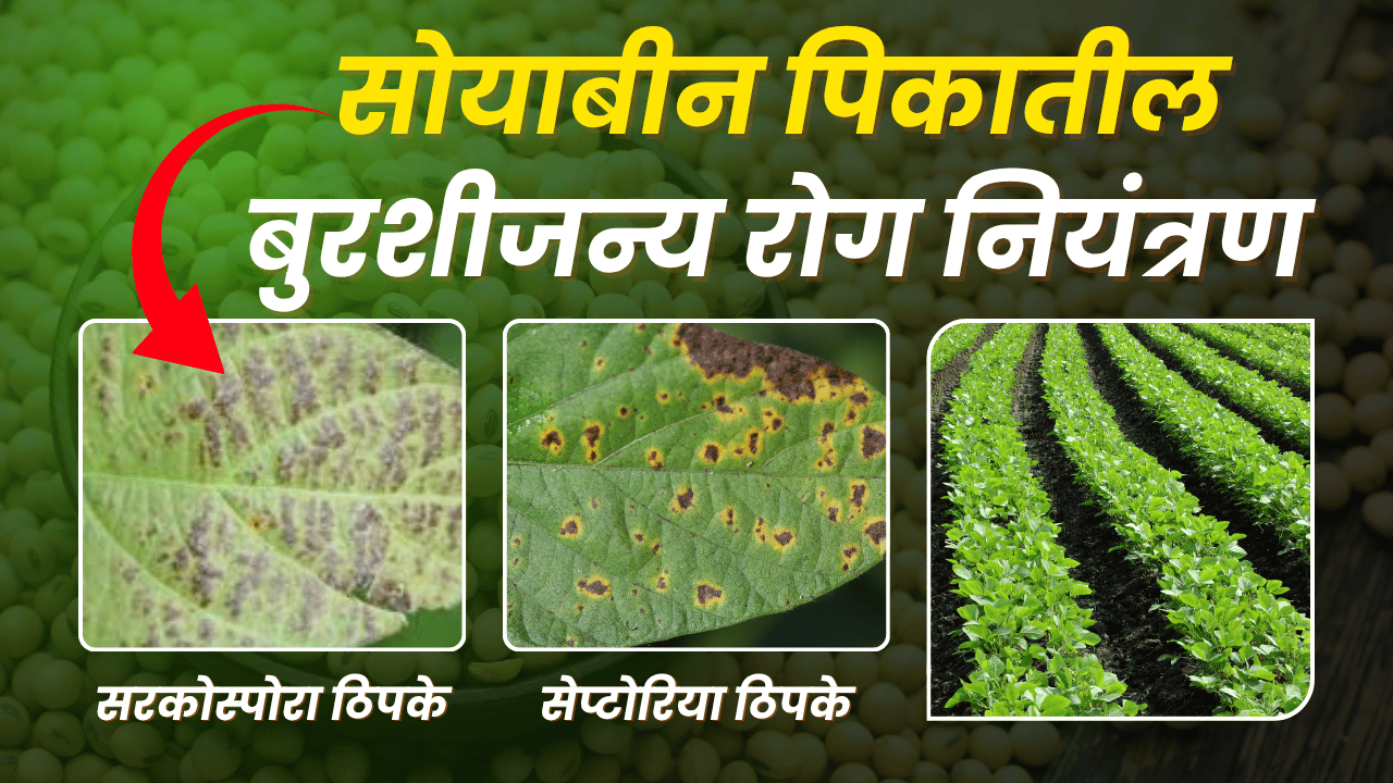 सोयाबीन फवारणी