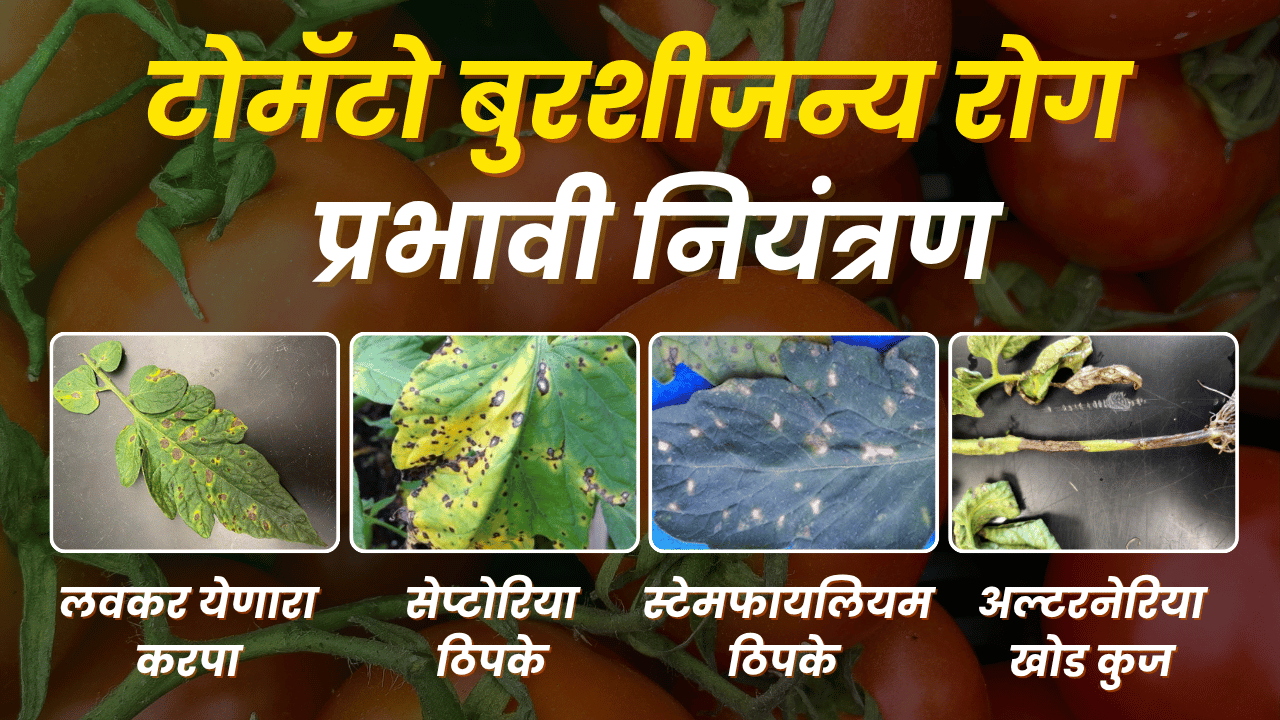 टोमॅटो फवारणी