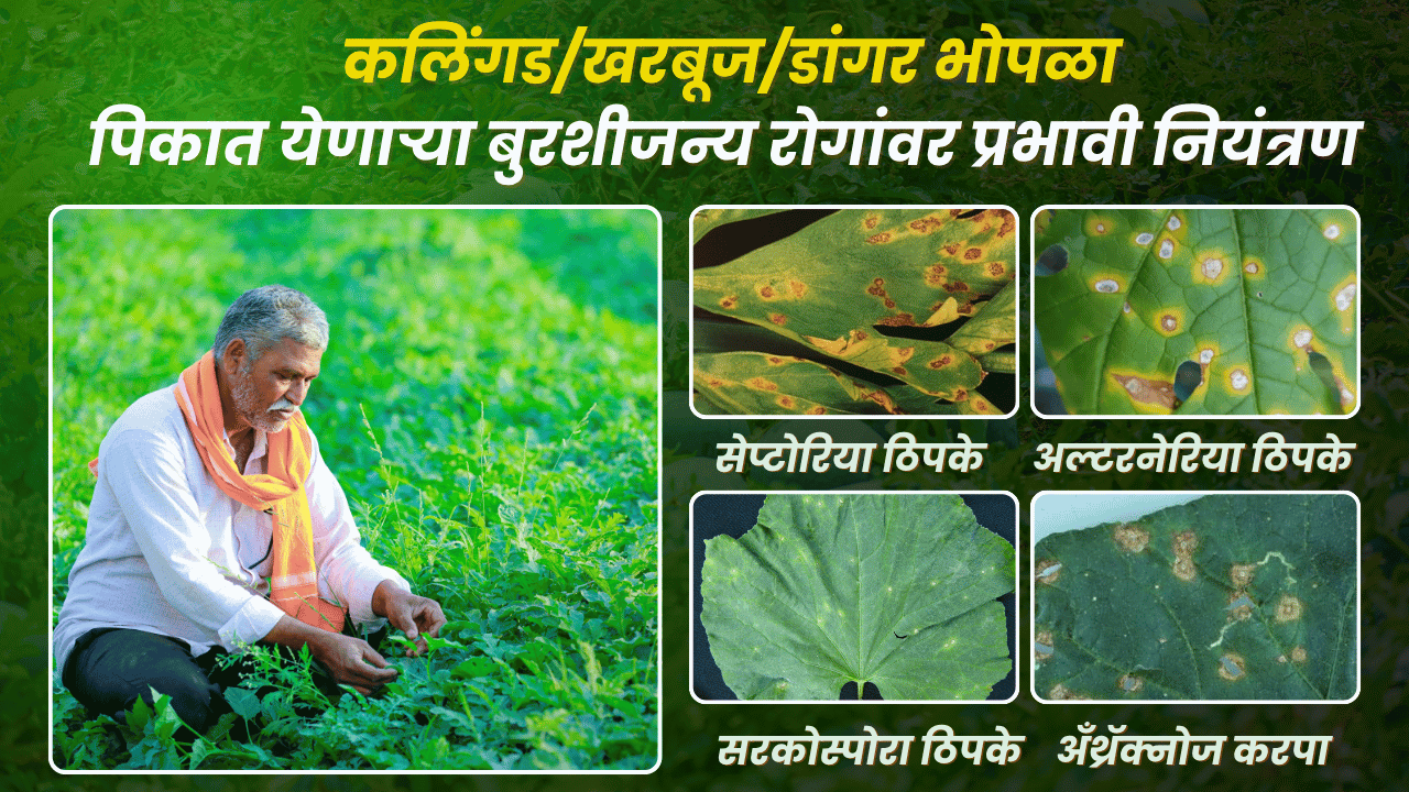 कलिंगड फवारणी